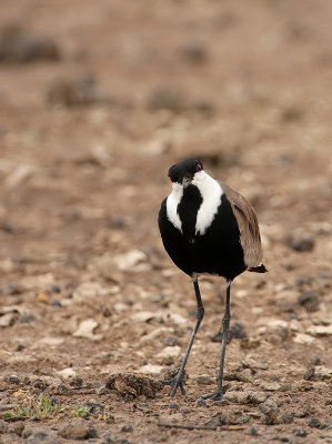 Sporenkievit - Vanellus spinosus - Spur-Winged Lapwing