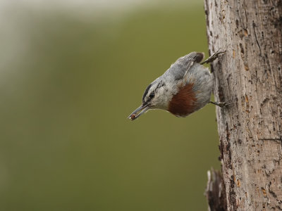 Turkse Boomklever - Kruper's Nuthatch