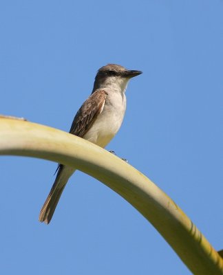 Grijze Koningstiran - Tyrannus dominicensis - Grey Kingbird