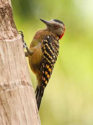 Strepenspecht - Hispanolia Woodpecker