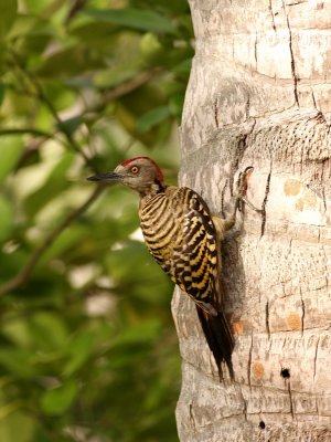 Strepenspecht - Melanerpes striatus - Hispanolia Woodpecker