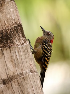 Strepenspecht - Melanerpes striatus - Hispanolia Woodpecker