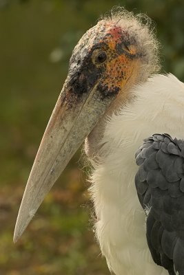 Maraboe - Leptoptilos crumeniferus - Marabou Stork