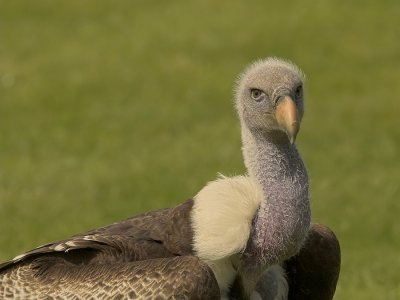 Ruppels Gier - Gyps rueppellii - Rueppells Vulture