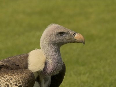 Ruppels Gier - Gyps rueppellii - Rueppells Vulture