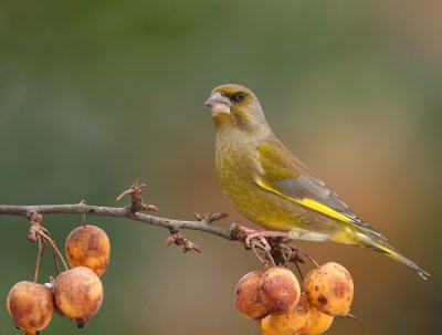 Groenling - Greenfinch