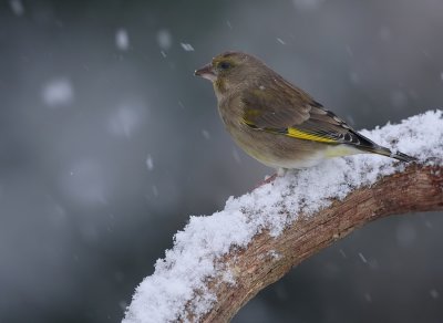 Groenling - Carduelis chloris - Greenfinch