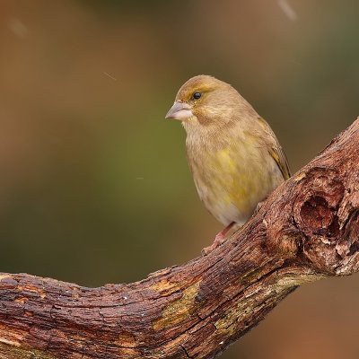 Groenling - Carduelis chloris - Greenfinch