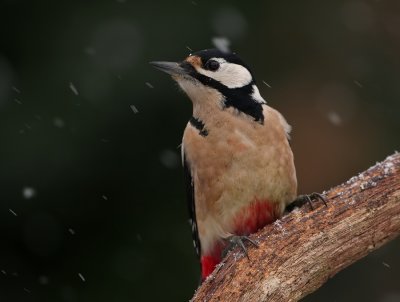 Grote Bonte Specht - Dendrocopos major - Great Spotted Woodpecker