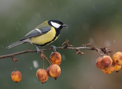 Koolmees - Parus major - Great Tit