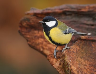 Koolmees - Parus major - Great Tit