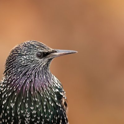 Spreeuw - Sturnus vulgaris - Starling