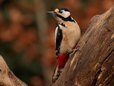 Grote Bonte Specht - Dendrocopos major - Great Spotted Woodpecker