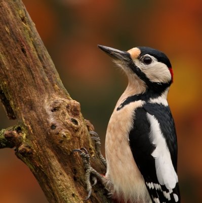 Grote Bonte Specht - Dendrocopos major - Great Spotted Woodpecker