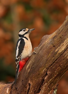 Grote Bonte Specht - Dendrocopos major - Great Spotted Woodpecker