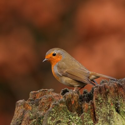Roodborst - Erithacus rubecula - Robin