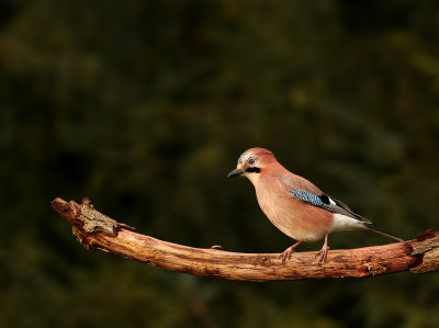 Gaai - Garrulus glandarius - Jay