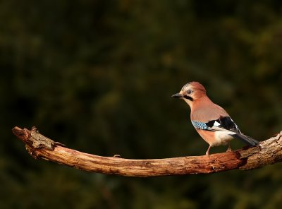 Gaai - Garrulus glandarius - Jay