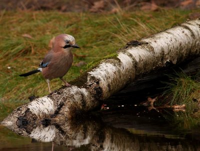 Gaai - Garrulus glandarius - Jay