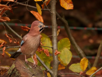 Gaai - Garrulus glandarius - Jay