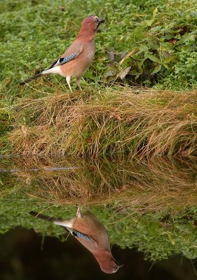 Gaai - Garrulus glandarius - Jay