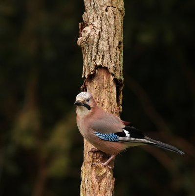 Gaai - Garrulus glandarius - Jay