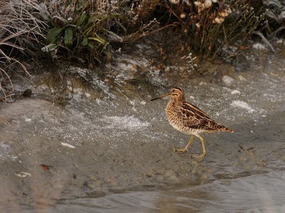 Watersnip - Gallinago gallinago - Snipe