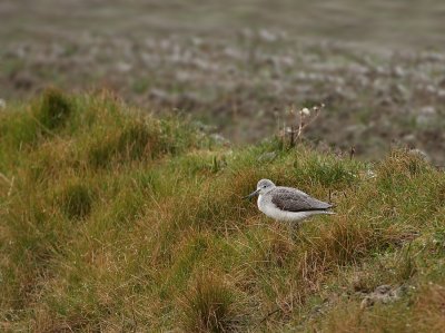 Groenpootruiter - Tringa nebularia - Greenshank