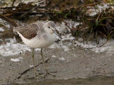 Groenpootruiter - Tringa nebularia - Greenshank