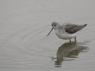 Groenpootruiter - Tringa nebularia - Greenshank