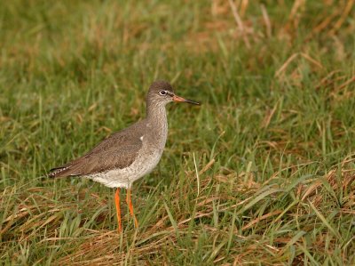 Tureluur - Redshank