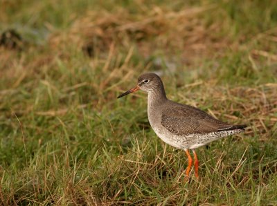 Tureluur - Tringa totanus - Redshank