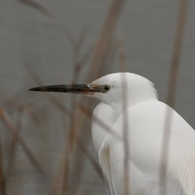 Kleine Zilverreiger - Egretta garzetta - Little Egret