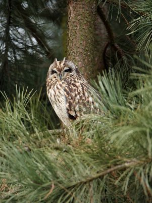 Velduil - Asio flammeus - Short-eared Owl
