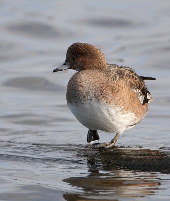 Smient - Anas penelope - Wigeon