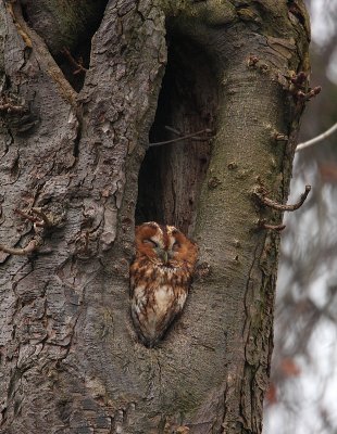 Bosuil - Tawny Owl