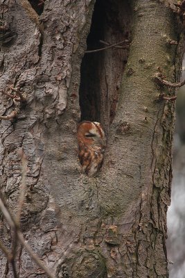 Bosuil - Strix aluco - Tawny Owl