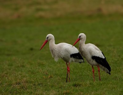 Ooievaar - White Stork