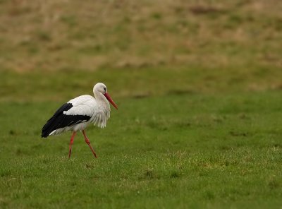 Ooievaar - Ciconia ciconia - White Stork