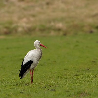 Ooievaar - Ciconia ciconia - White Stork