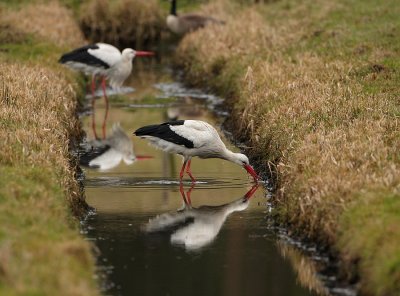 Ooievaar - Ciconia ciconia - White Stork