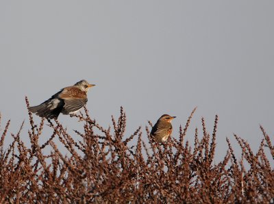 Kramsvogel + Koperwiek - Turdus pilarus + Turdus iliacus - Fieldfare + Redwing