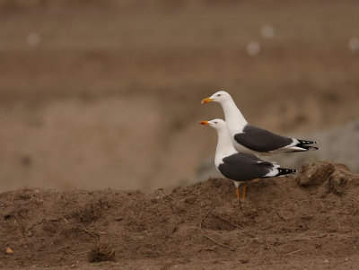 Kleine Mantelmeeuw - Larus fuscus - Lesser Black-backed Gull