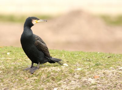Aalscholver - Phalacrocorax carbo - Cormorant