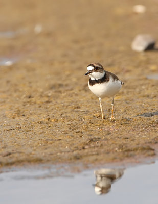 Kleine Plevier - Charadrius dubius - Little Ringed Plover