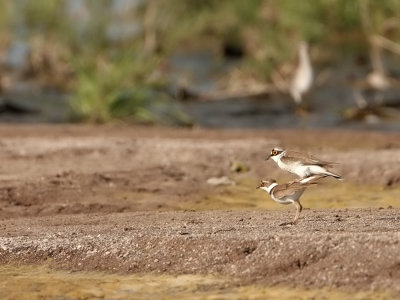 Kleine Plevier - Charadrius dubius - Little Ringed Plover