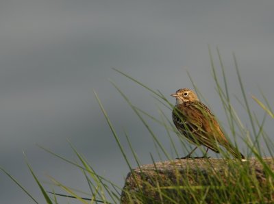 Graspieper - Anthus pratensis - Meadow Pipit