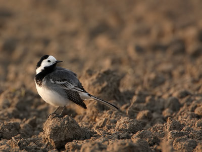 Witte Kwikstaart     -    White wagtail