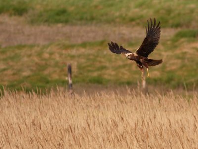 Bruine Kiekendief - Circus aeruginosus - Marsh Harrier