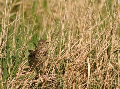 Graspieper - Anthus pratensis - Meadow Pipit
